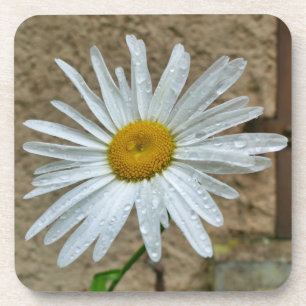 Posavasos Leucanthemum Bloom