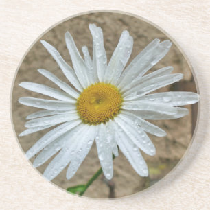 Posavasos Leucanthemum Bloom