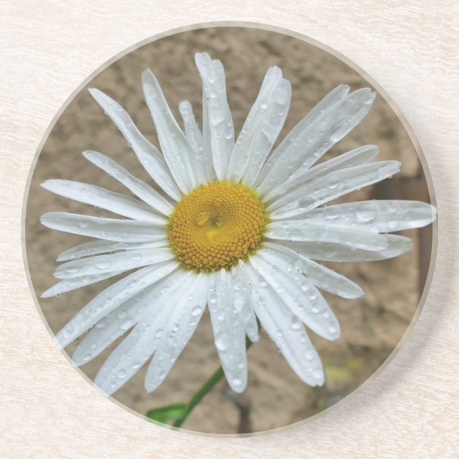 Posavasos Leucanthemum Bloom (Frente)