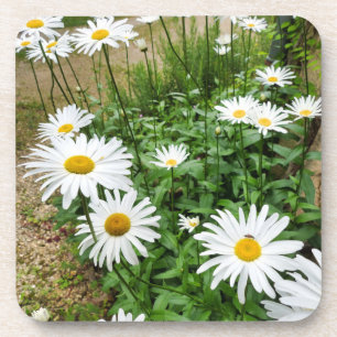 Posavasos Leucanthemum Blooms