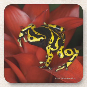Posavasos Leucomelas congregados naranja de Dendrobates de