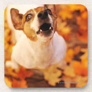 Posavasos Levante Russell Terrier que raspa y que salta,
