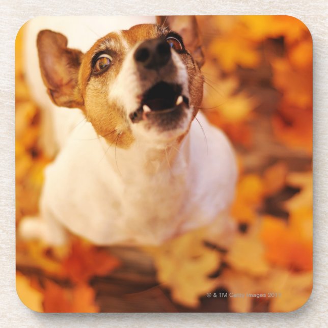 Posavasos Levante Russell Terrier que raspa y que salta, (Frente)
