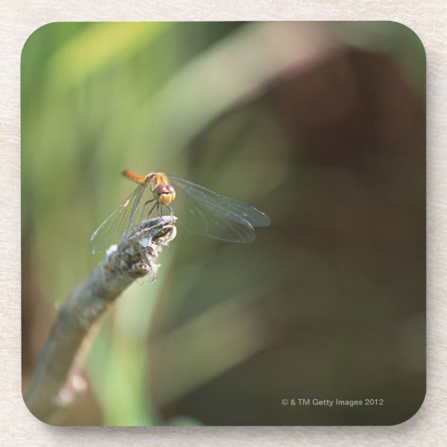 Posavasos Libélula 5 (Frente)