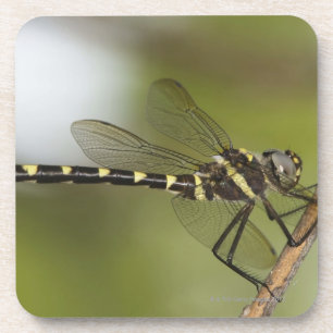 Posavasos Libélula 5