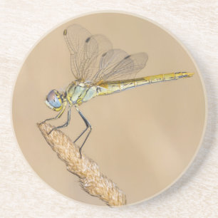 Posavasos Libélula Skimmer Insecto Hembra (CC BY 4.0) Coaste
