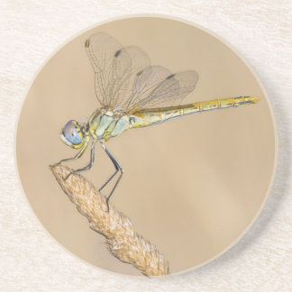 Posavasos Libélula Skimmer Insecto Hembra (CC BY 4.0) Coaste