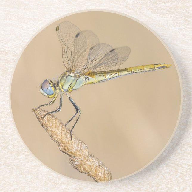 Posavasos Libélula Skimmer Insecto Hembra (CC BY 4.0) Coaste (Frente)
