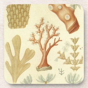 Posavasos Libro de texto de ciencias biología, Animales de c