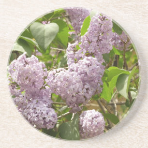Posavasos Lilac Bush hermosas flores de primavera morada