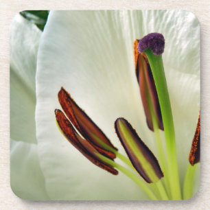 Posavasos Lilium Oriental White