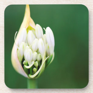 Posavasos Lily africana, Agapanthus Praecox, Ciudad del Cabo
