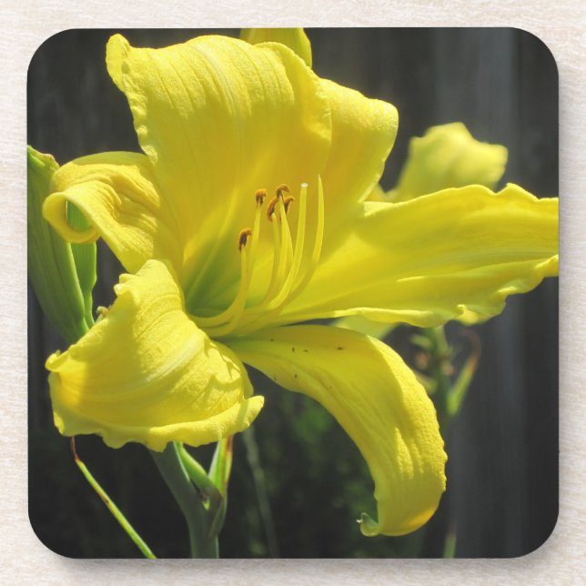 Posavasos Lily Coaster (Frente)