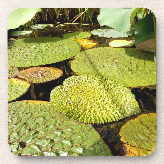 Posavasos Lily Pads Duras Monstruo Plástico (Frente)