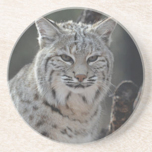 Posavasos Lince del arrastramiento