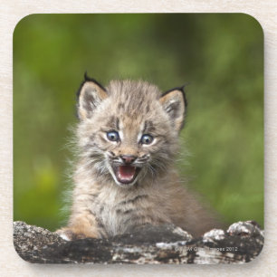 Posavasos Lince del bebé (lince Canadensis) que mira sobre 