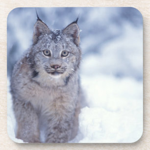 Posavasos Lince en la nieve en las estribaciones