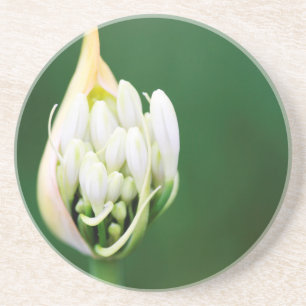 Posavasos Lirio Africano, Agapanthus Praecox, Ciudad del Cab