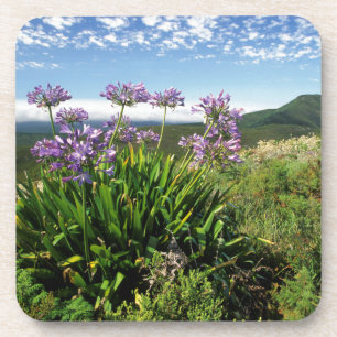 Posavasos Lirio africano (Agapanthus praecox), Mossel Bay
