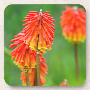 Posavasos Lirio Antorcha (Kniphofia Uvaria), Cabo Occidental