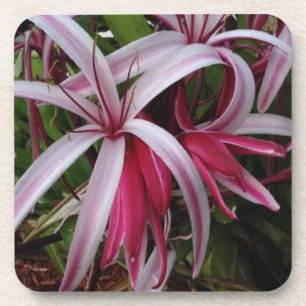 Posavasos Lirio Crinum Púrpura de la Reina Emma