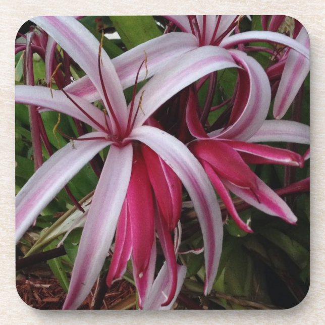 Posavasos Lirio Crinum Púrpura de la Reina Emma (Frente)