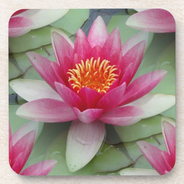 Posavasos Lirio de agua de Lotus rosa (Frente)