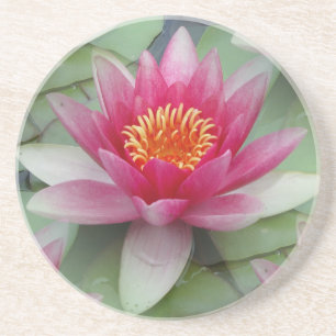 Posavasos Lirio de agua de Lotus rosa