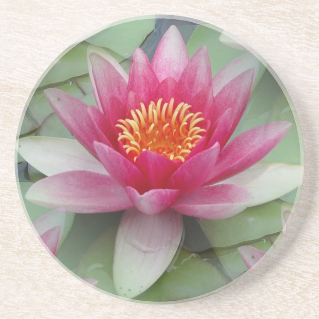 Posavasos Lirio de agua de Lotus rosa (Frente)
