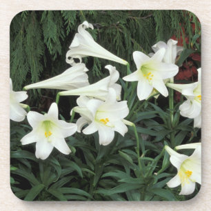 Posavasos Lirio de Pascua (Lilium regale)