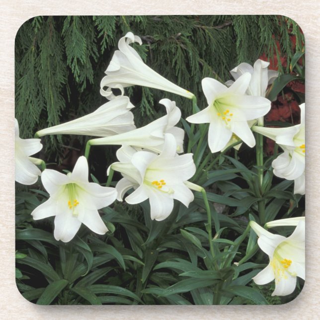 Posavasos Lirio de Pascua (Lilium regale) (Frente)