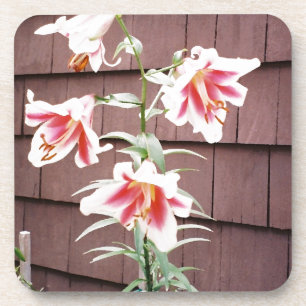 Posavasos Lirio de ruta de la seda