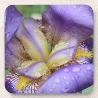 Posavasos Lirio púrpura (Iris Germanica)