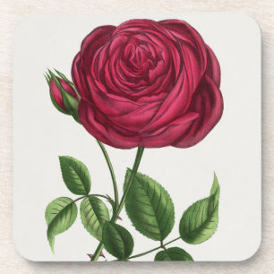 Posavasos Litografía de rosa antigua, François-Frédéric Grob