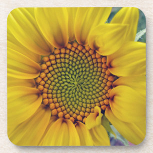 Posavasos Little Sunflower