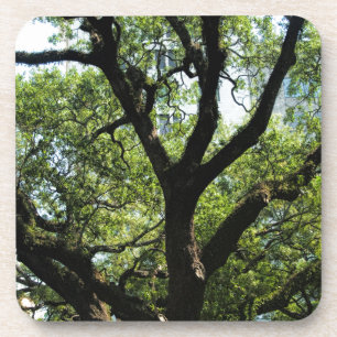 Posavasos Live Oak en sabana céntrica