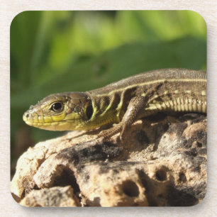 Posavasos Lizard Coasters