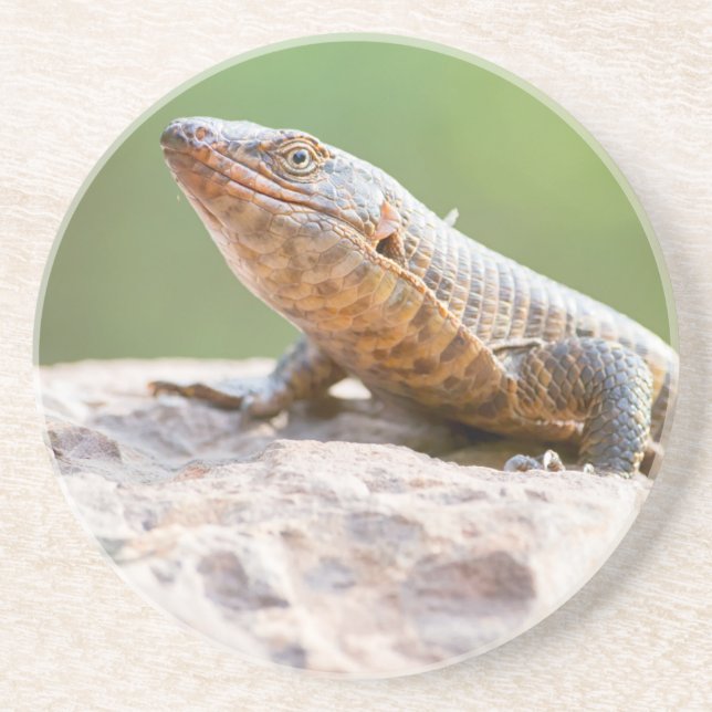 Posavasos Lizard colocado (Frente)