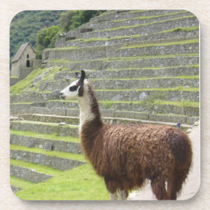 Posavasos llama