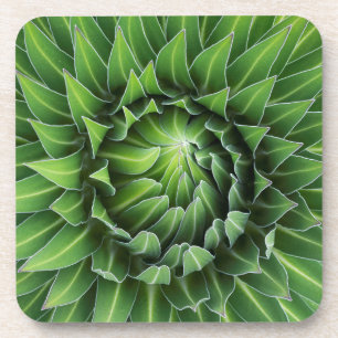 Posavasos Lobelia gigante Parque Nacional del Monte Kenia,