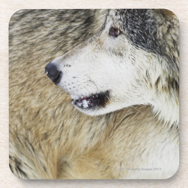 Posavasos Lobo (Frente)