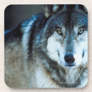 Posavasos Lobo de madera