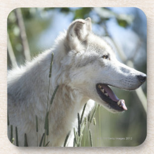Posavasos Lobo en Yellowstone 2