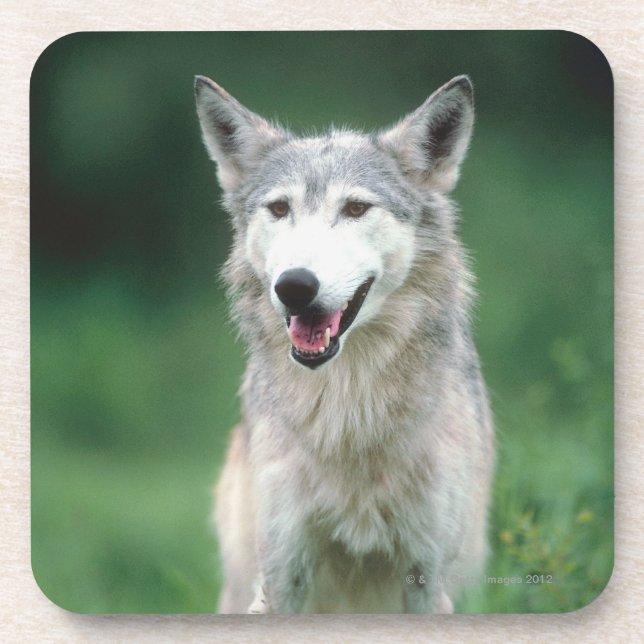 Posavasos Lobo gris 2 (Frente)