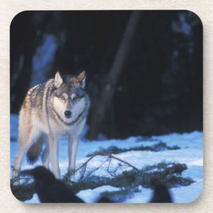 Posavasos lobo gris, Canis lupus, en las estribaciones