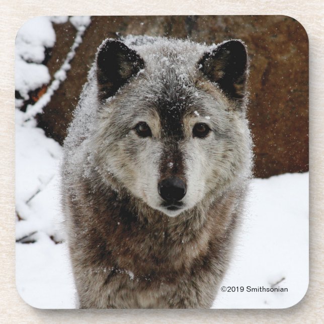 Posavasos Lobo gris en nieve (Frente)