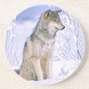 Posavasos Lobo gris sentado en la nieve, Canis lupus,