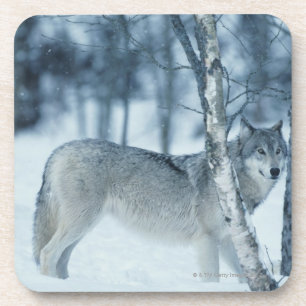 Posavasos Lobo (lupus de Canis) durante invierno