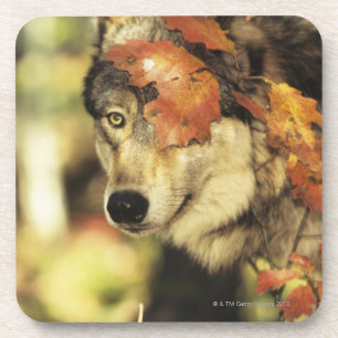 Posavasos Lobo (lupus de Canis), headshot, con color del