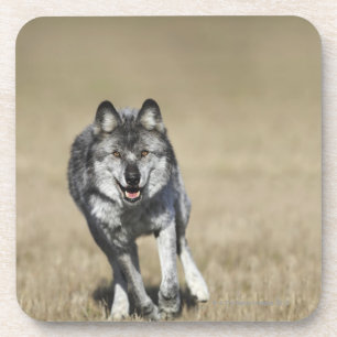 Posavasos Lobo (lupus de Canis) que corre hacia cámara